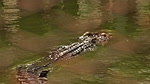 363279